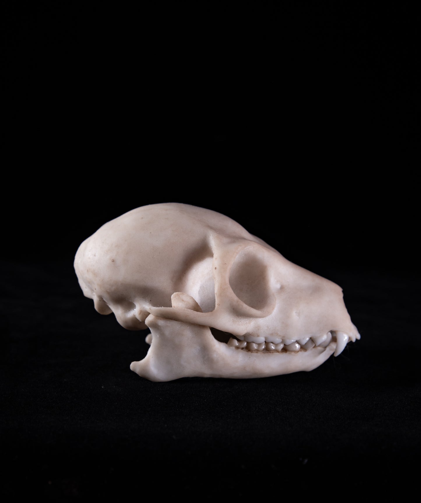 Ring-Tailed Lemur Skull Replica – Life-Sized Museum Quality Primate Skull