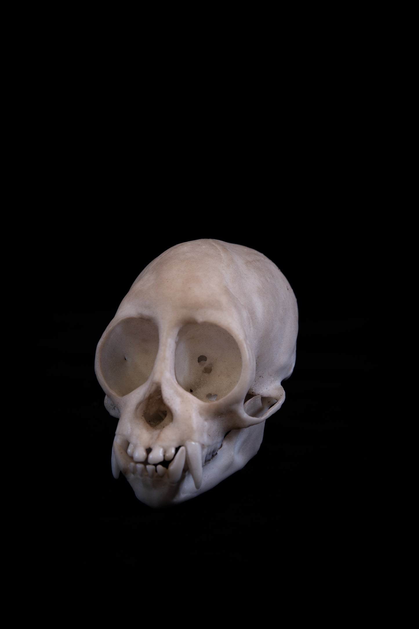 Squirrel Monkey Skull Replica – Life-Sized Museum Quality Primate Skull