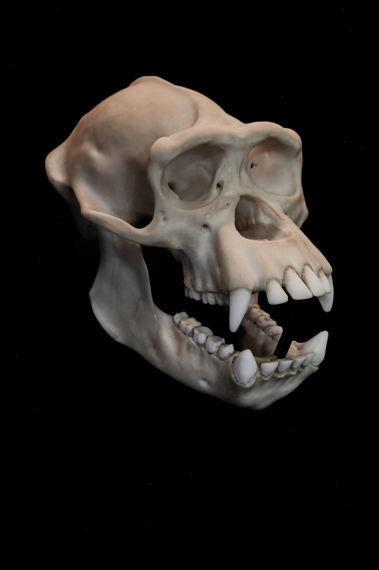 Chimpanzee Skull Replica – Life-Sized Museum Quality Ape Skull