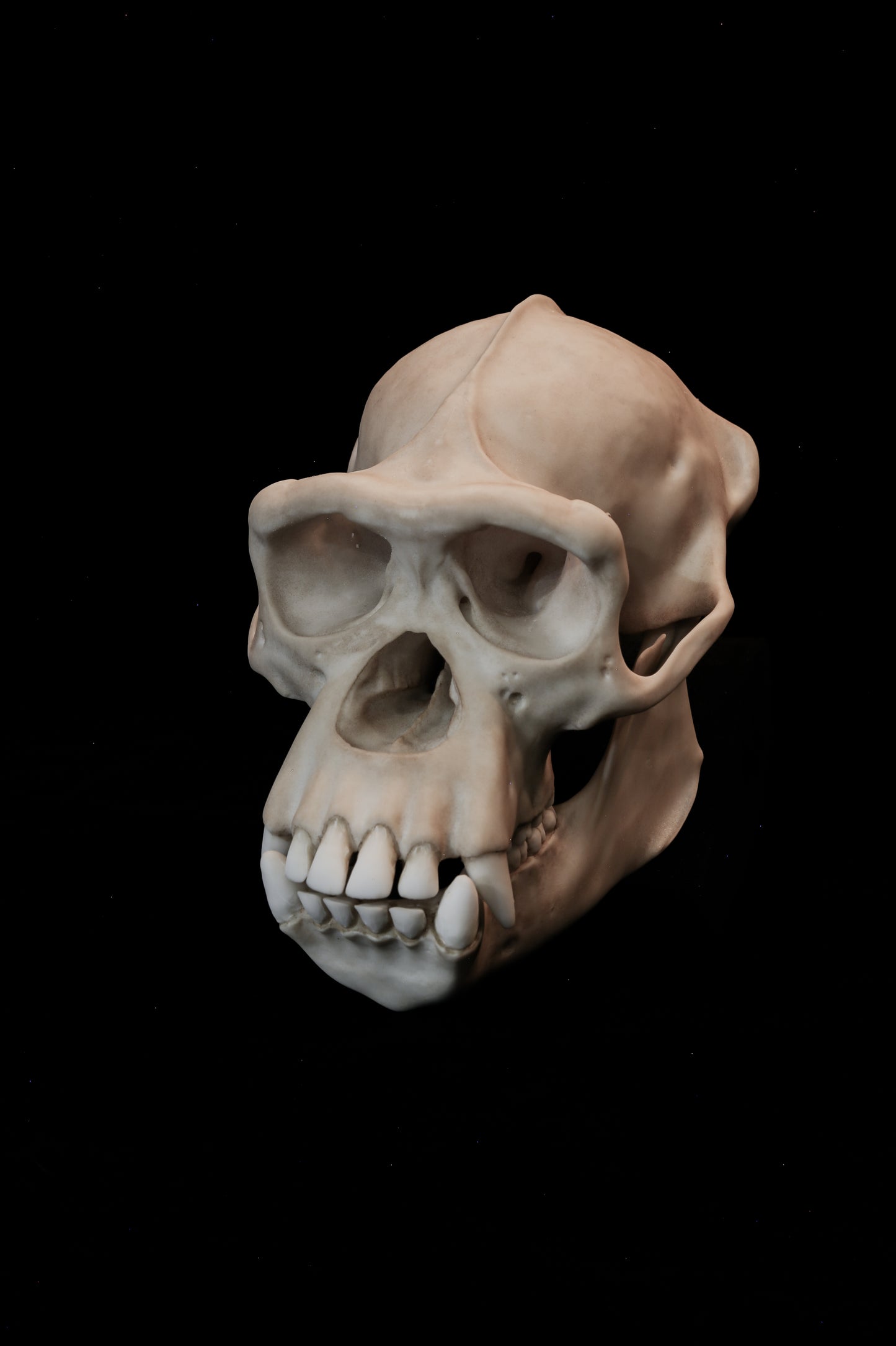 Chimpanzee Skull Replica – Life-Sized Museum Quality Ape Skull