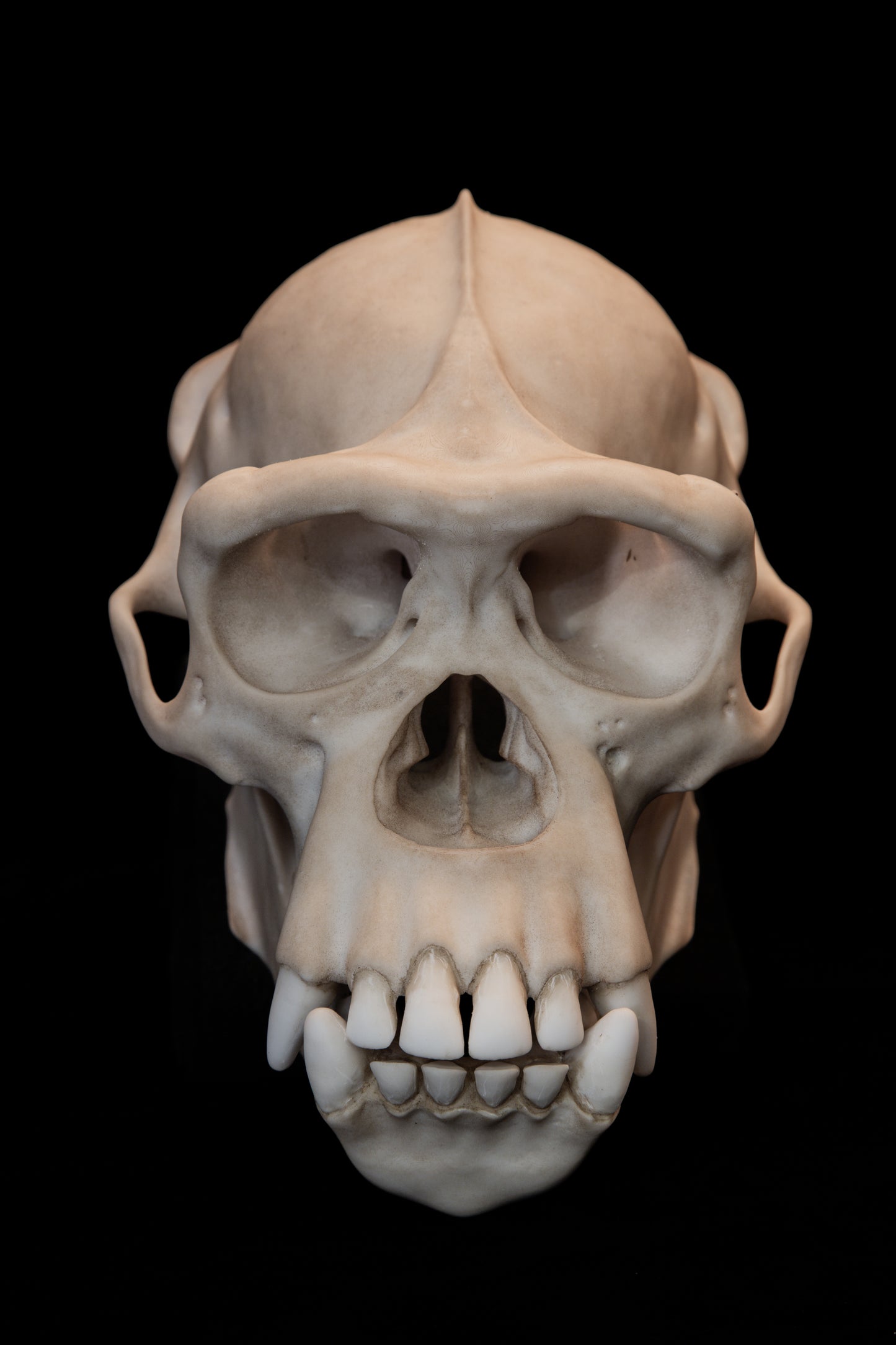 Chimpanzee Skull Replica – Life-Sized Museum Quality Ape Skull