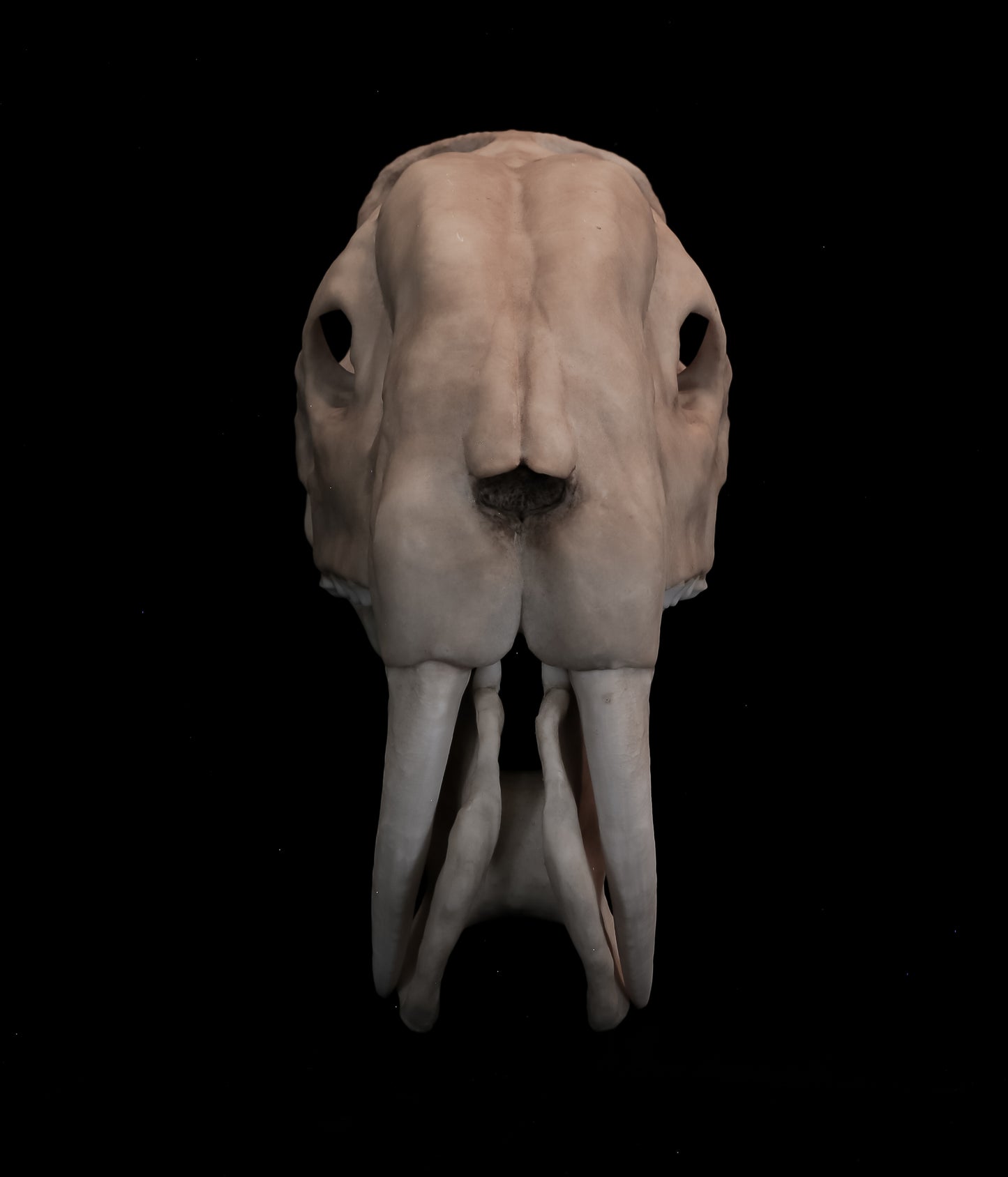 Thylacosmilus atrox Skull Replica with Display Base – Life-Sized Saber-Toothed Marsupial