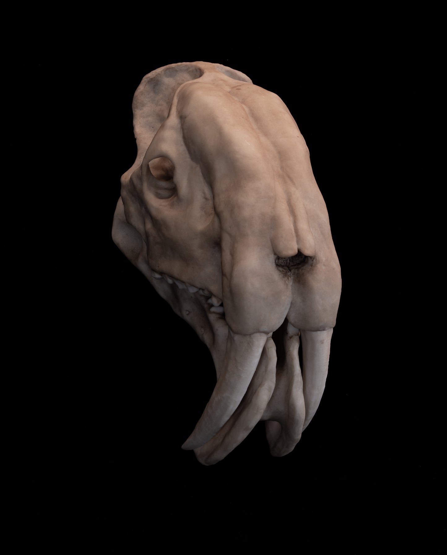 Thylacosmilus atrox Skull Replica with Display Base – Life-Sized Saber-Toothed Marsupial