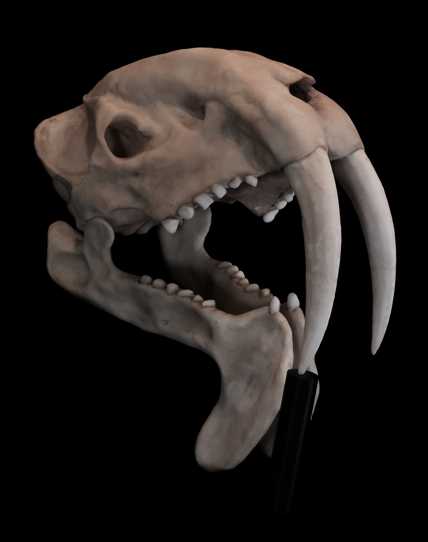 Thylacosmilus atrox Skull Replica with Display Base – Life-Sized Saber-Toothed Marsupial