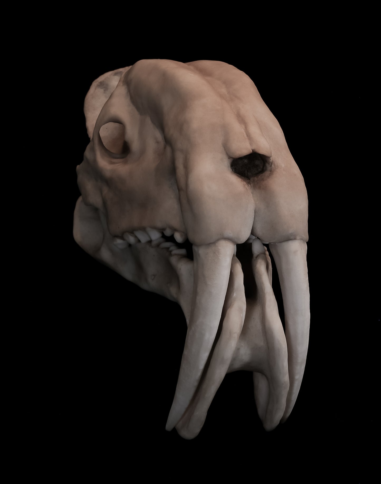 Thylacosmilus atrox Skull Replica with Display Base – Life-Sized Saber-Toothed Marsupial