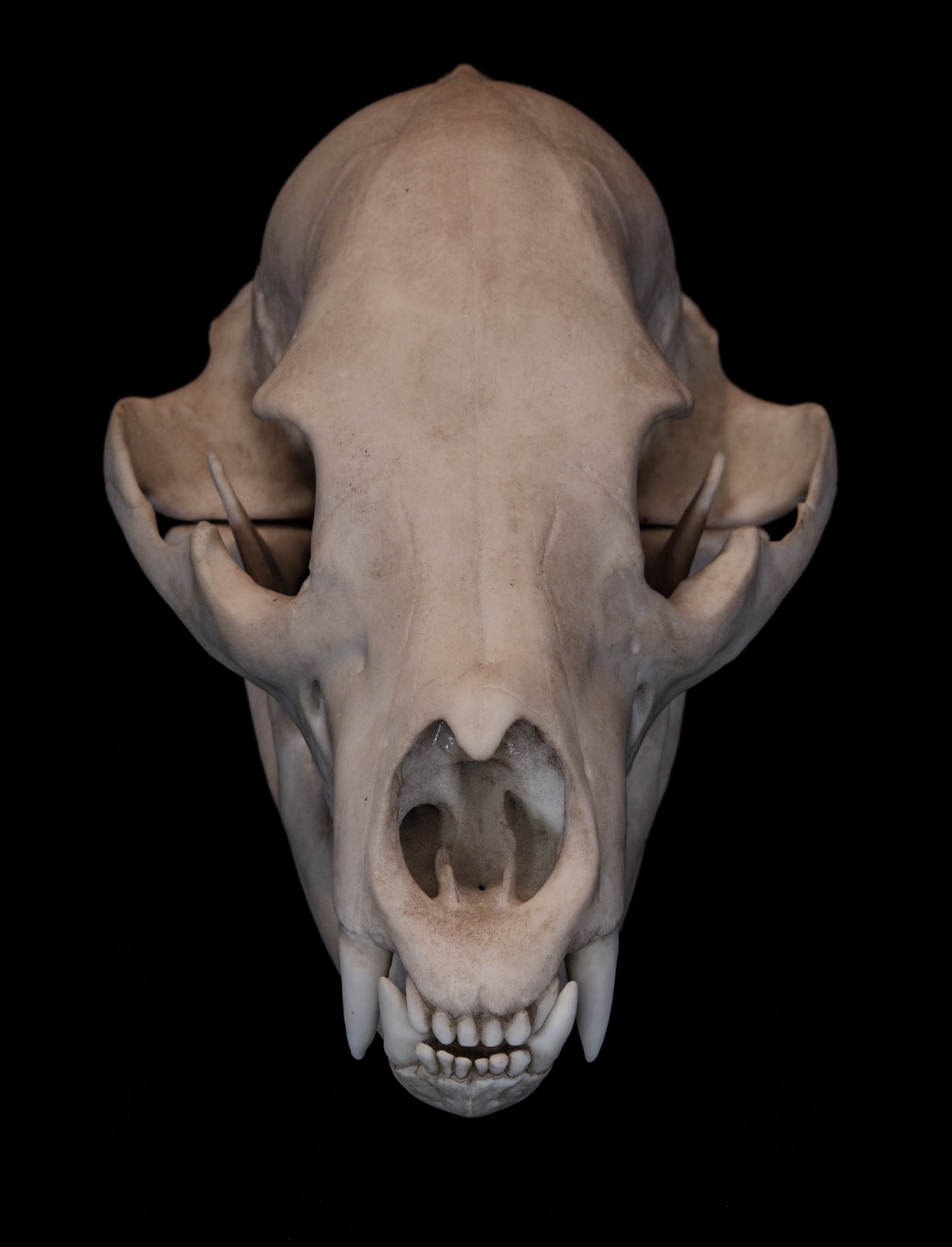 Black Bear Skull Replica – Life-Sized Display Piece