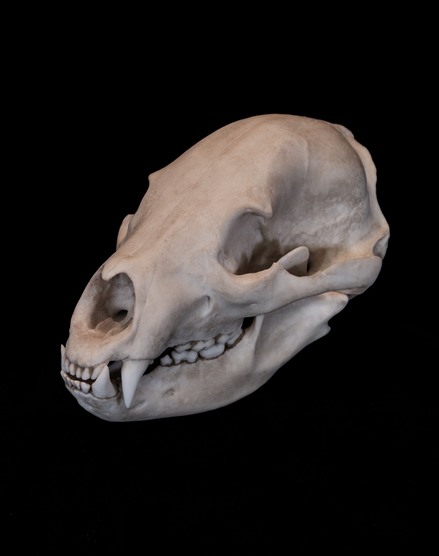 Black Bear Skull Replica – Life-Sized Display Piece