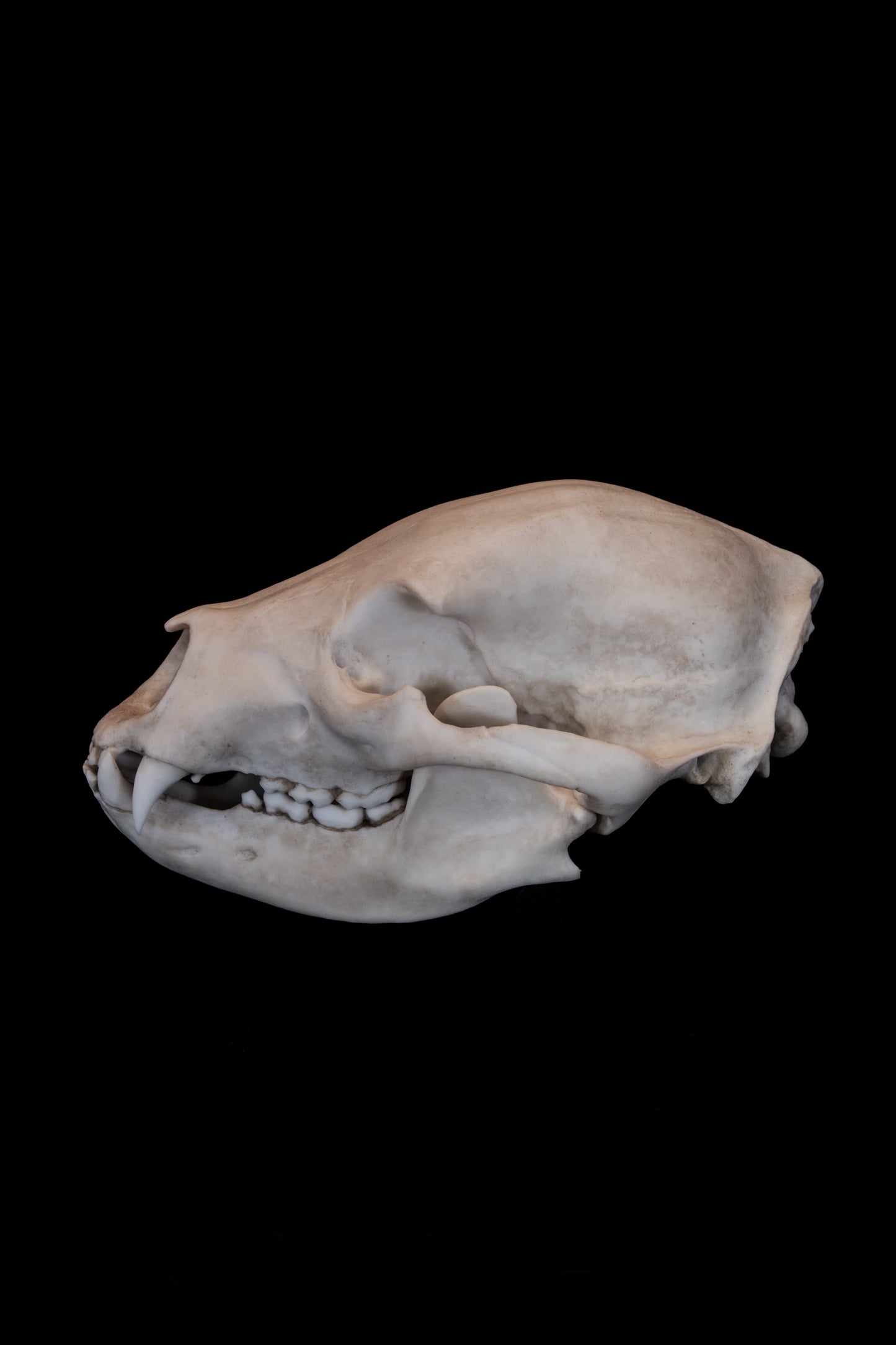 Black Bear Skull Replica – Life-Sized Display Piece