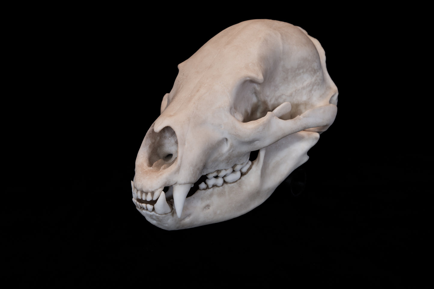Black Bear Skull Replica – Life-Sized Display Piece