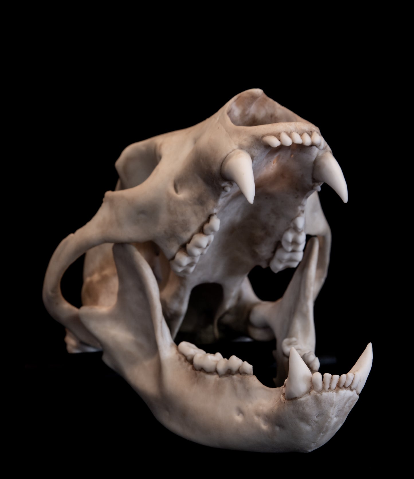 Black Bear Skull Replica – Life-Sized Display Piece