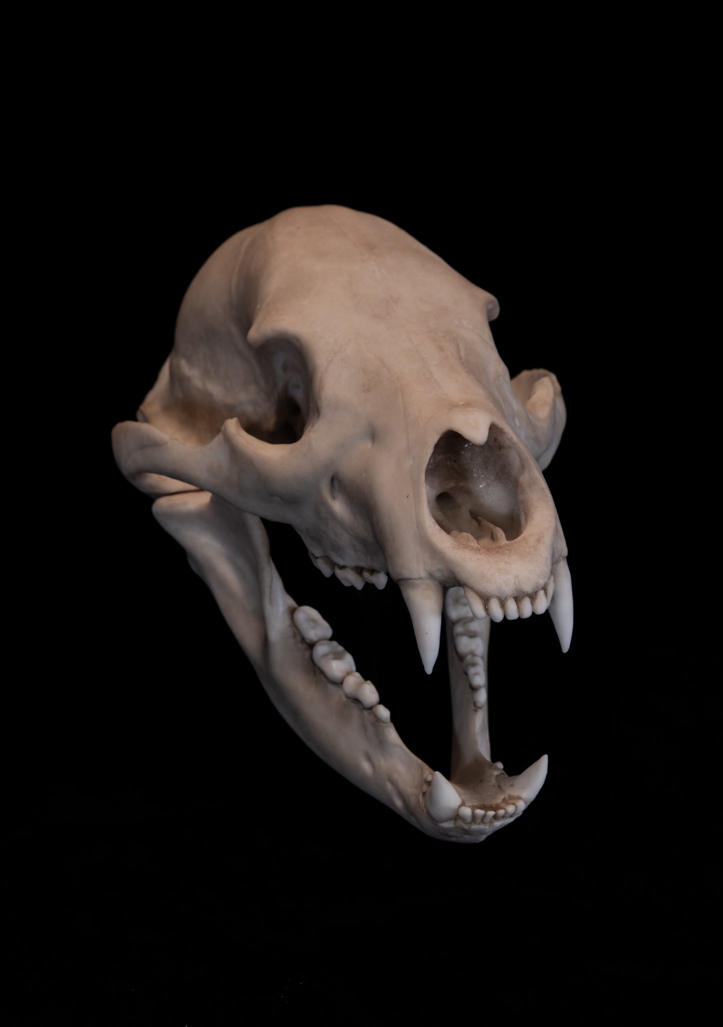 Black Bear Skull Replica – Life-Sized Display Piece