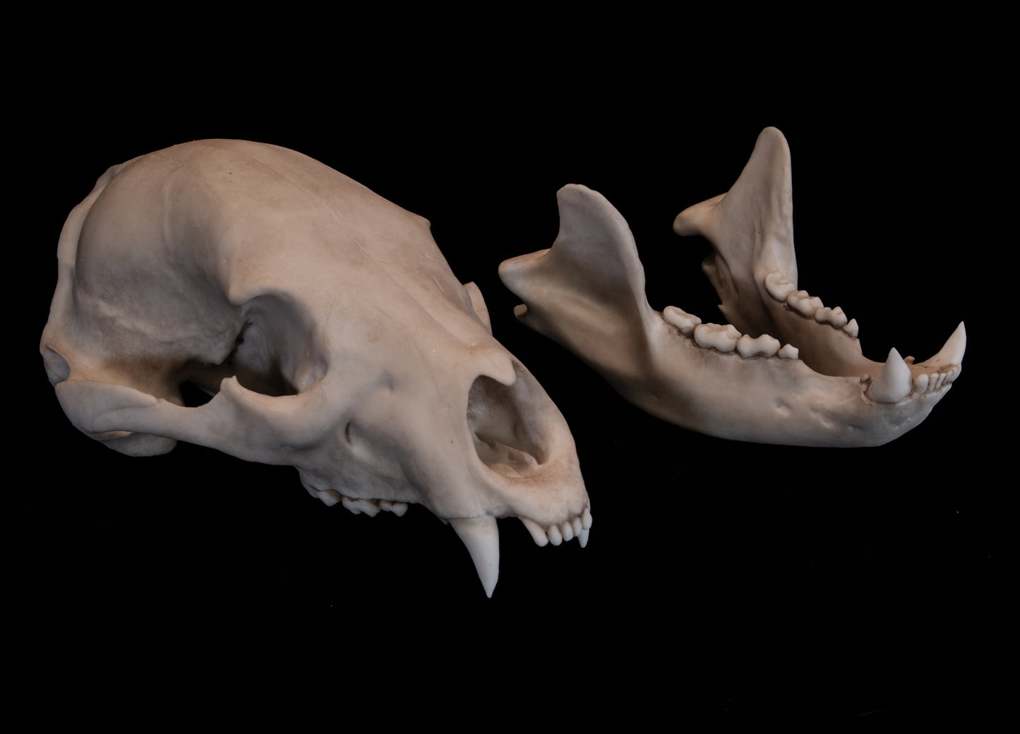 Black Bear Skull Replica – Life-Sized Display Piece