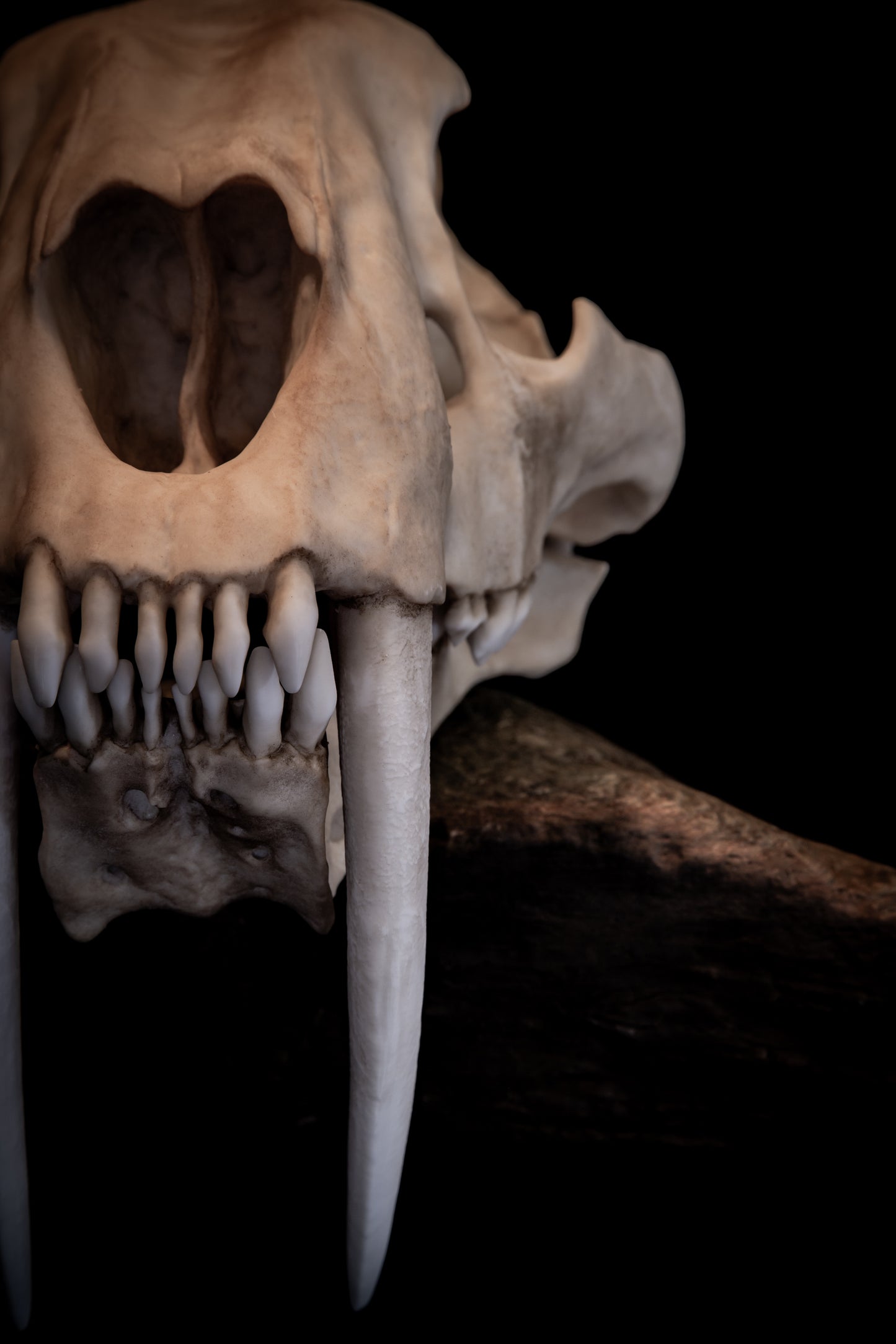 Sabertooth Cat Skull Replica (Natural Stain) with Display Base – Large Full-Sized