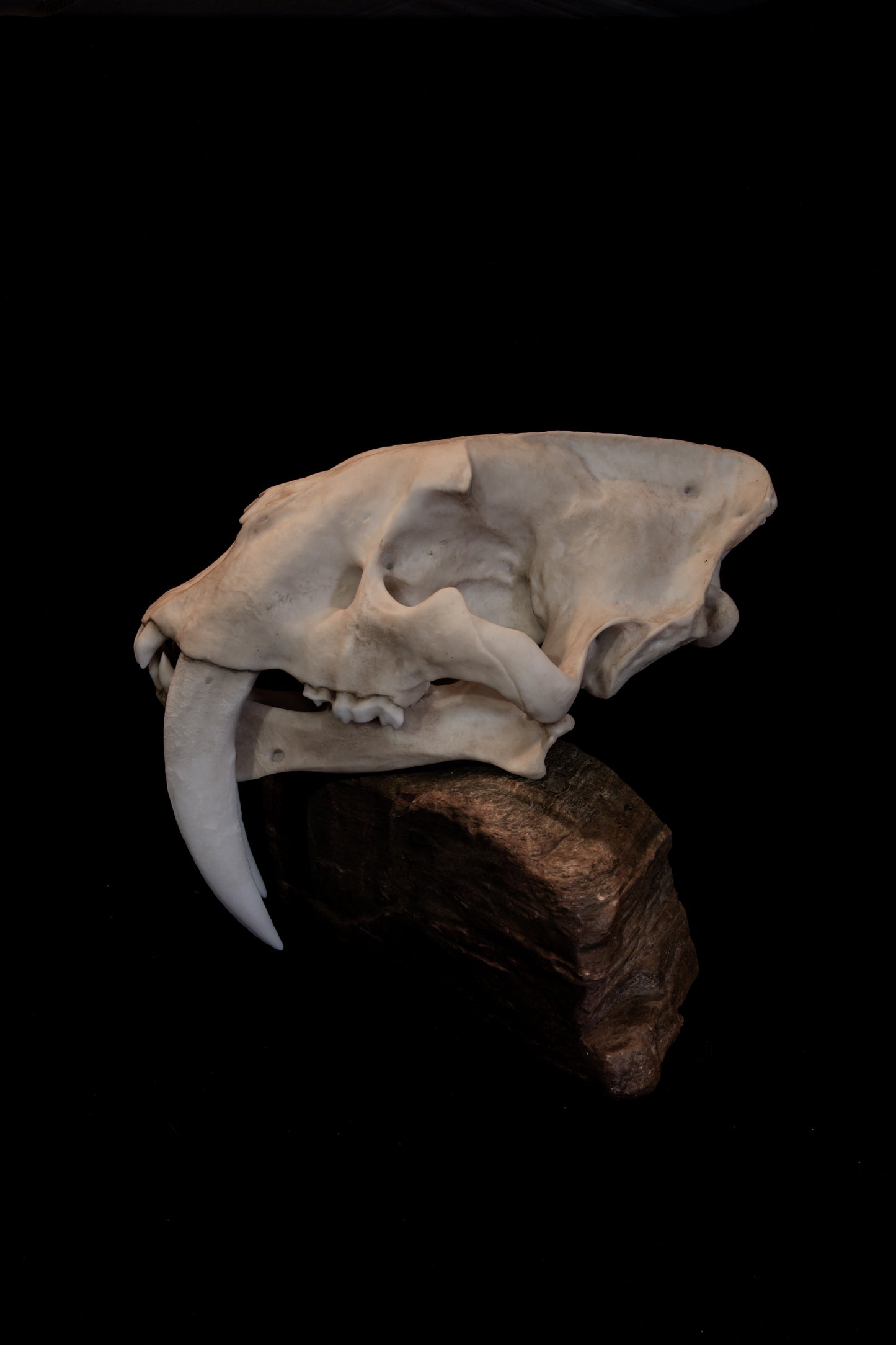 Sabertooth Cat Skull Replica (Natural Stain) with Display Base – Large Full-Sized