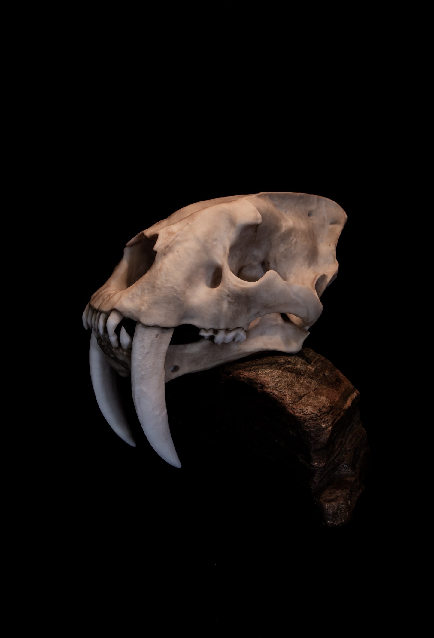 Sabertooth Cat Skull Replica (Natural Stain) with Display Base – Large Full-Sized