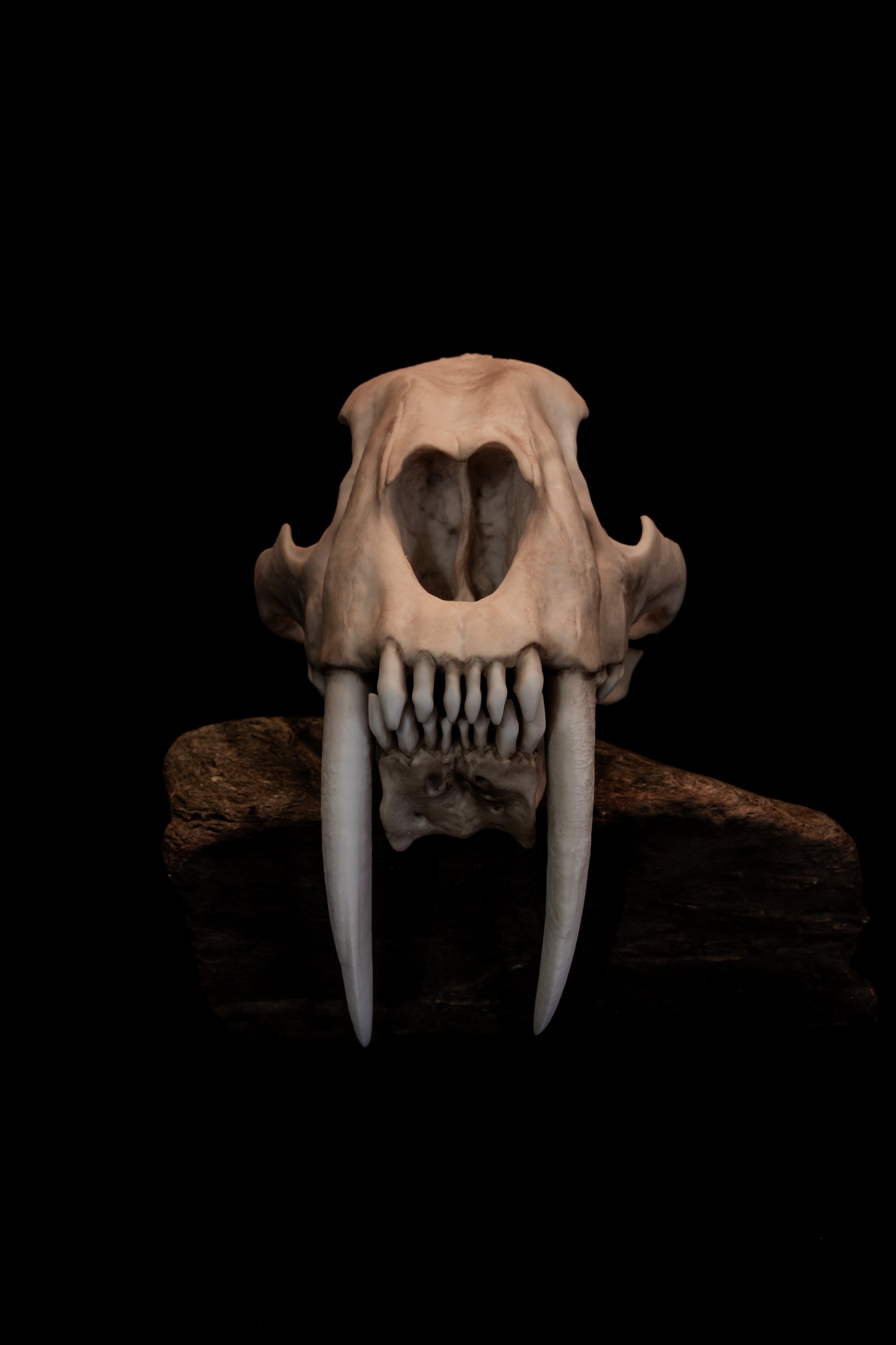 Sabertooth Cat Skull Replica (Natural Stain) with Display Base – Large Full-Sized