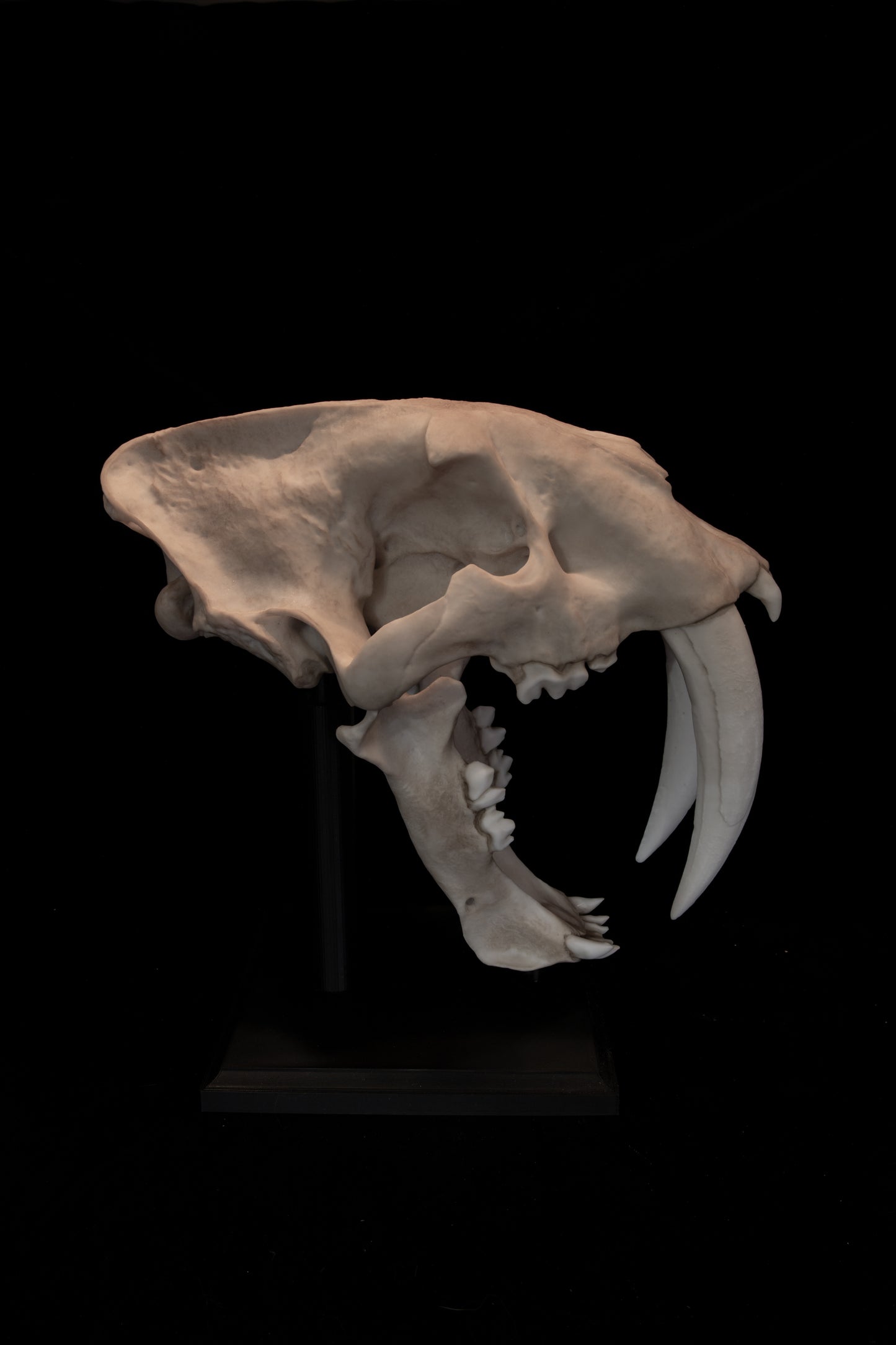 Sabertooth Cat Skull Replica (Natural Stain) with Display Base – Large Full-Sized