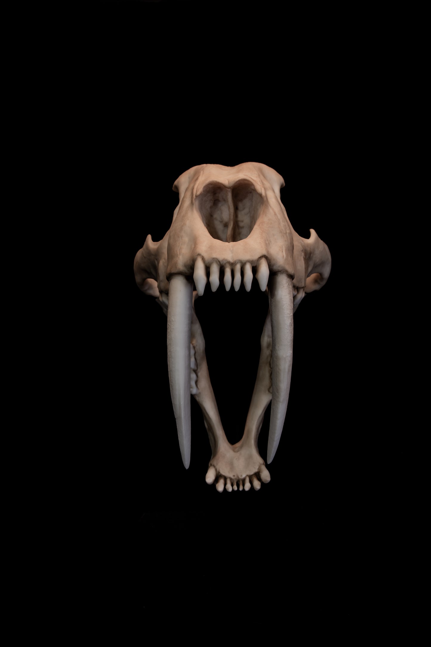 Sabertooth Cat Skull Replica (Natural Stain) with Display Base – Large Full-Sized