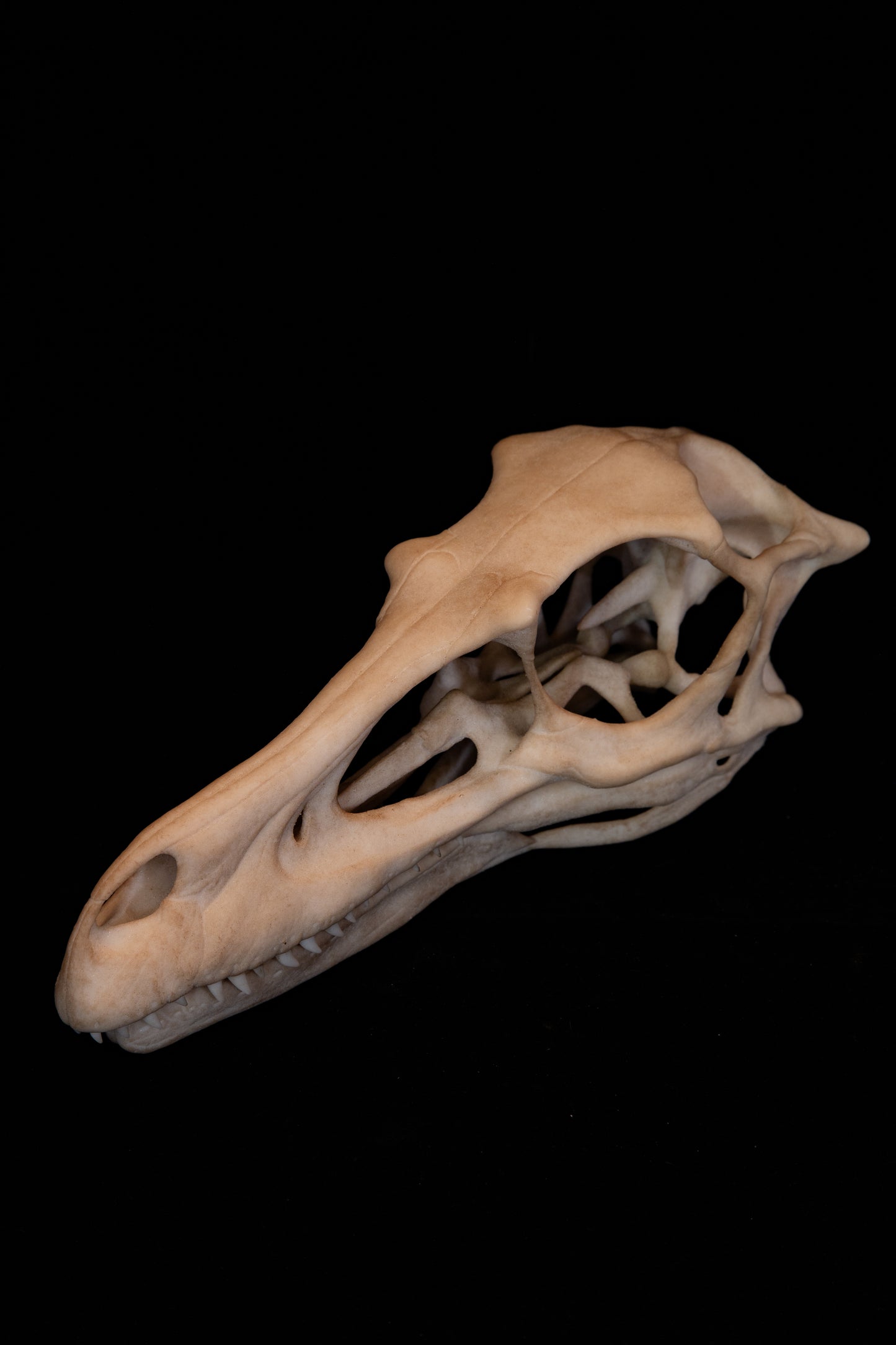 Velociraptor Skull Replica - Natural Bone Finish – Life-Sized Dinosaur Display Piece