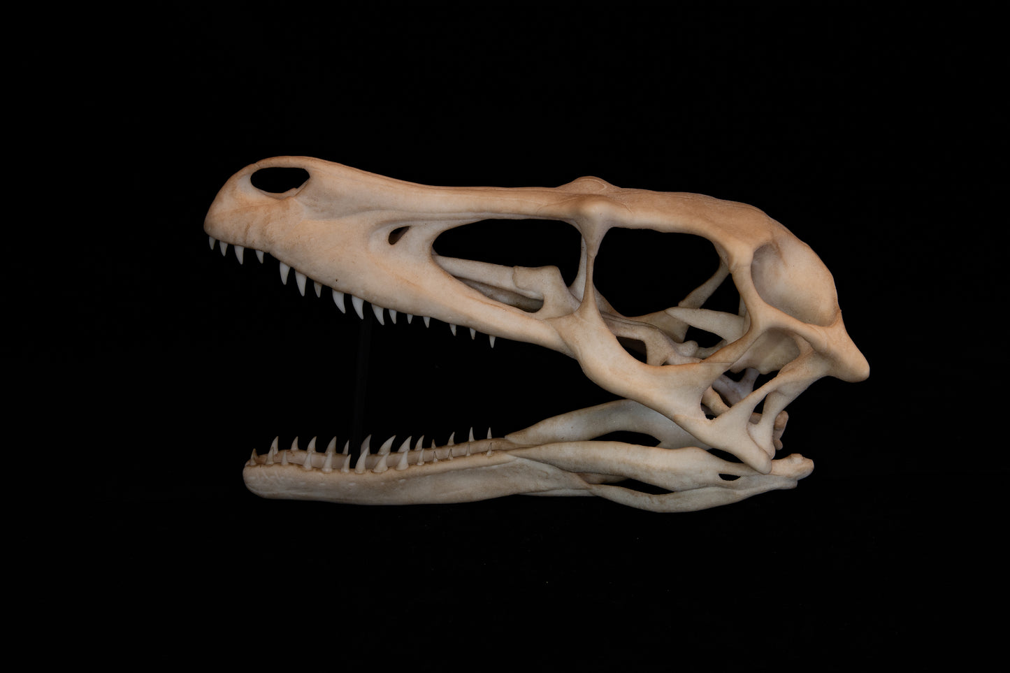 Velociraptor Skull Replica - Natural Bone Finish – Life-Sized Dinosaur Display Piece