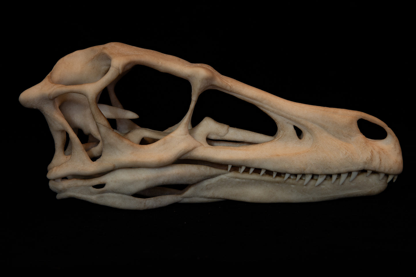 Velociraptor Skull Replica - Natural Bone Finish – Life-Sized Dinosaur Display Piece