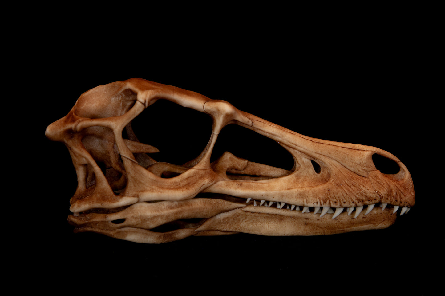 Velociraptor Skull Replica - Natural Bone Finish – Life-Sized Dinosaur Display Piece