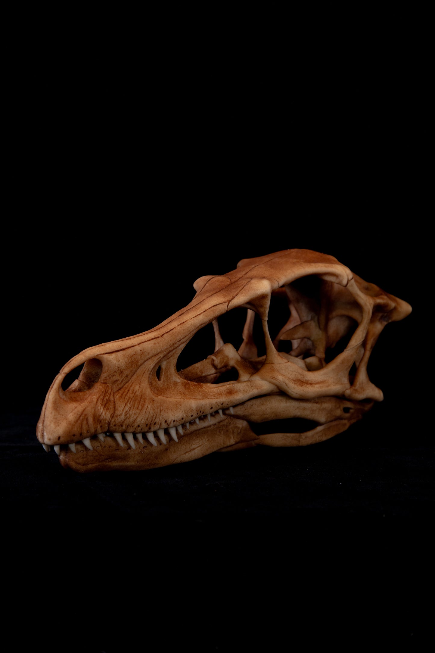 Velociraptor Skull Replica - Natural Bone Finish – Life-Sized Dinosaur Display Piece