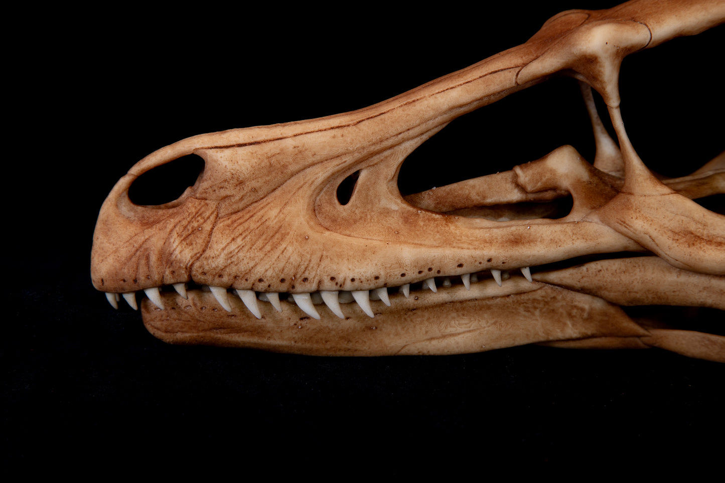 Velociraptor Skull Replica - Natural Bone Finish – Life-Sized Dinosaur Display Piece
