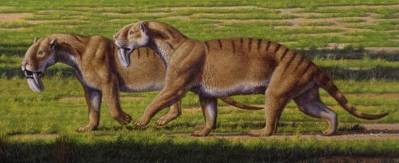 Thylacosmilus atrox Skull Replica with Display Base – Life-Sized Saber-Toothed Marsupial