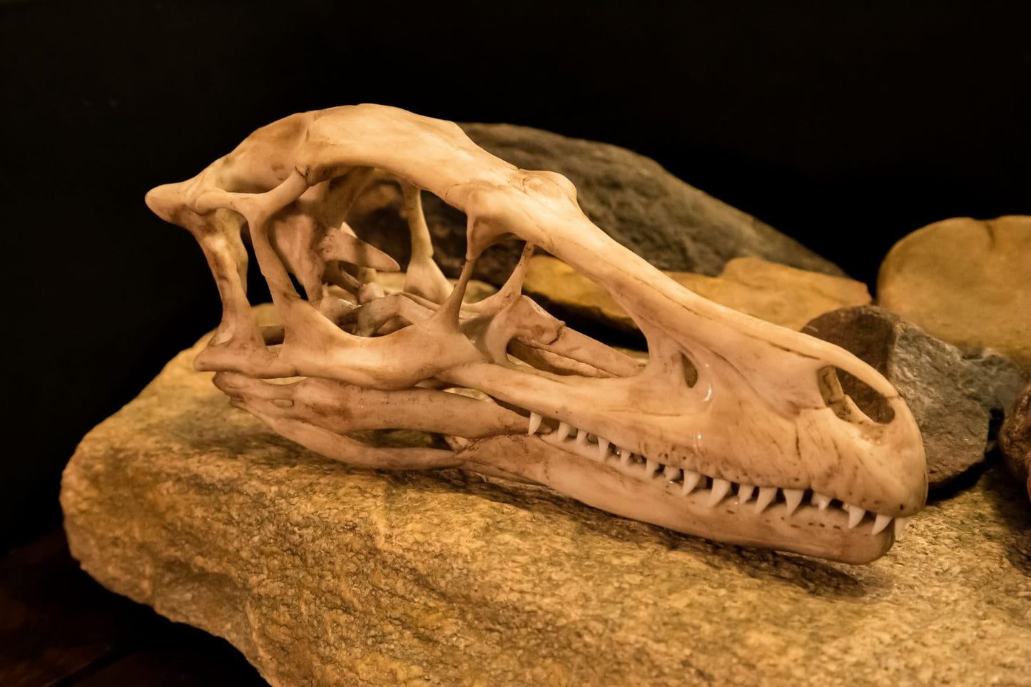 Velociraptor Life Sized Dinosaur Skull-Replica - Resin Printed High Quality Piece - FREE delivery world wide!