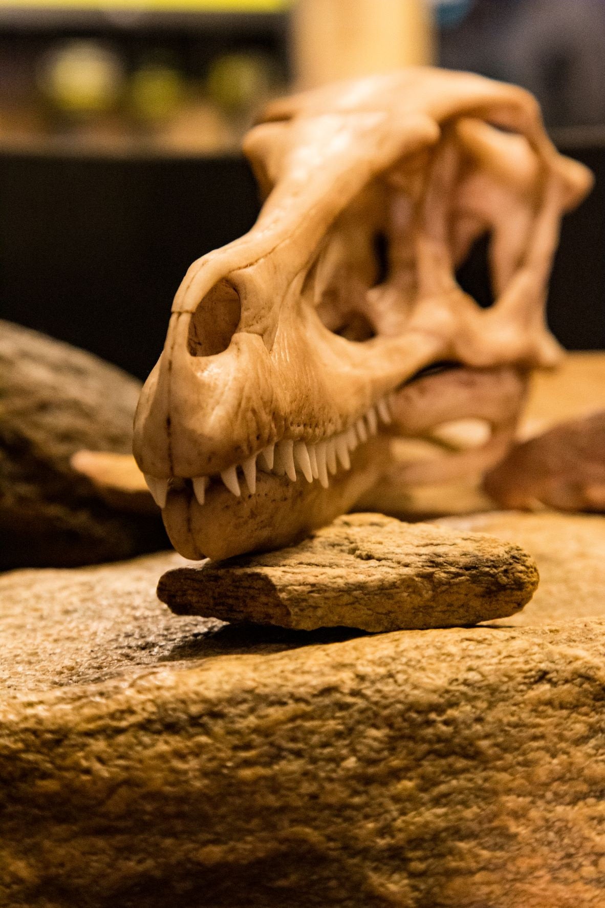 Velociraptor Life Sized Dinosaur Skull-Replica - Resin Printed High Quality Piece - FREE delivery world wide!