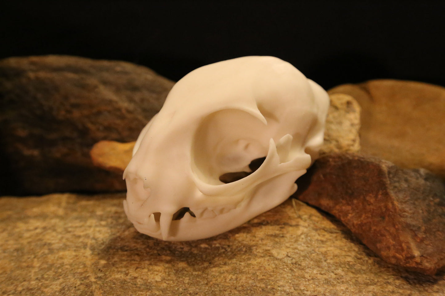 Domestic Cat Skull Replica – Life-Sized Display Piece