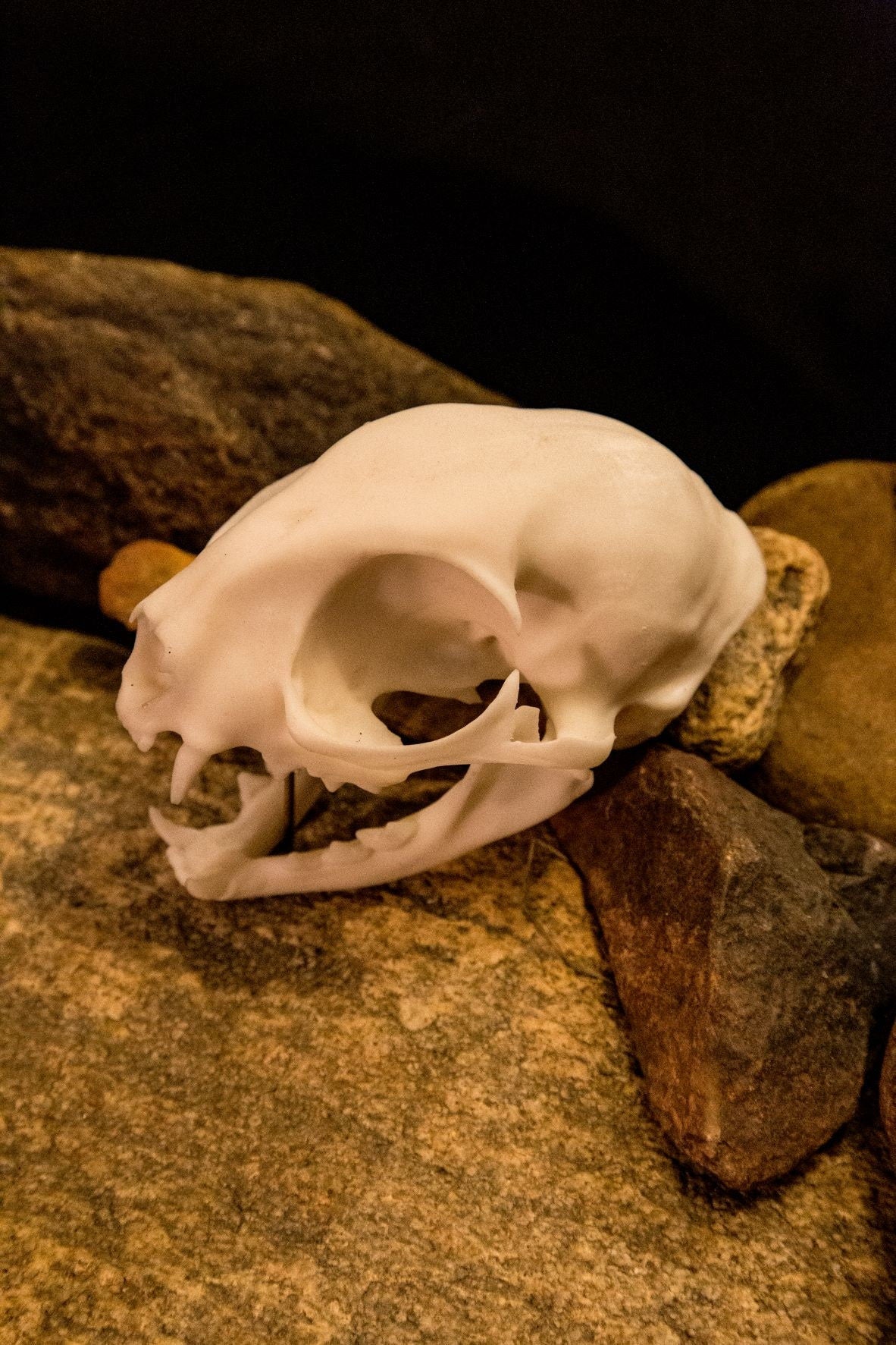 Domestic Cat Skull Replica – Life-Sized Display Piece