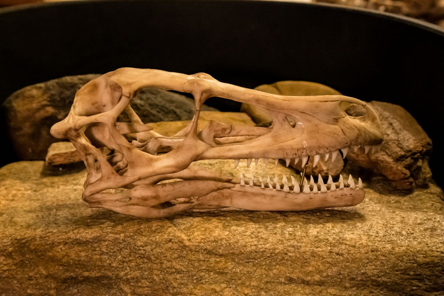 Velociraptor Life Sized Dinosaur Skull-Replica - Resin Printed High Quality Piece - FREE delivery world wide!