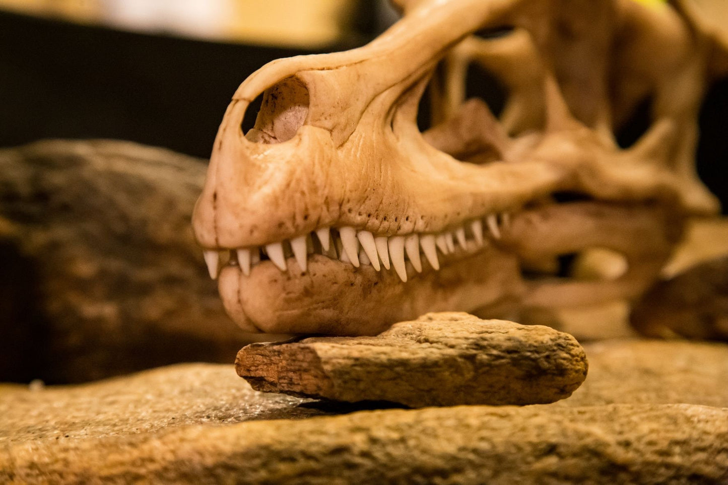 Velociraptor Life Sized Dinosaur Skull-Replica - Resin Printed High Quality Piece - FREE delivery world wide!