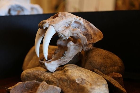 Saber-Toothed Tiger Skull Replica – Smilodon Display Piece