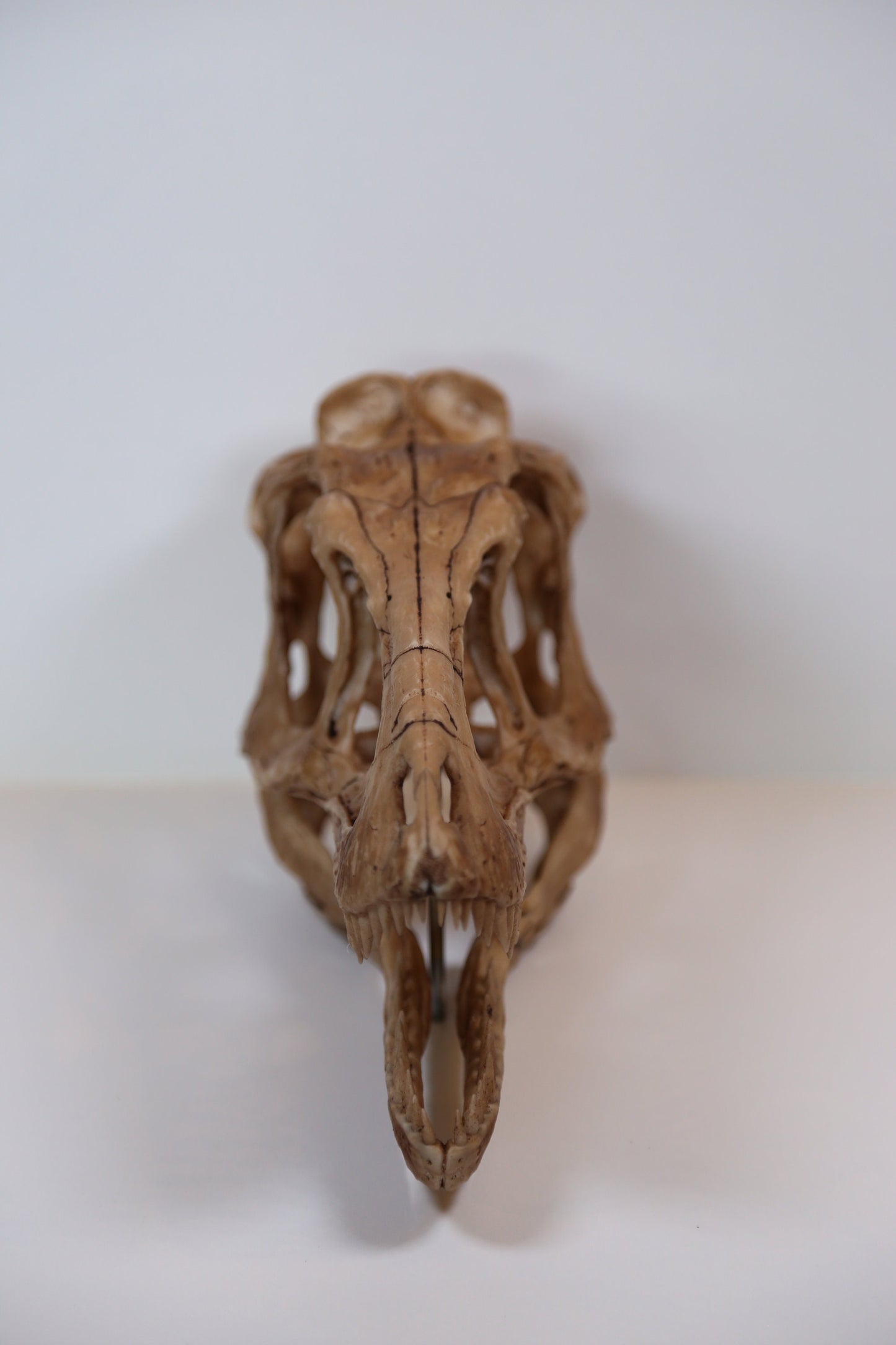 Tyrannosaurus Rex Dinosaur Skull-Replica - High Quality museum Piece - FREE world wide shipping!