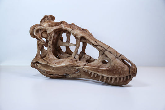 Tyrannosaurus Rex Dinosaur Skull-Replica - High Quality museum Piece - FREE world wide shipping!