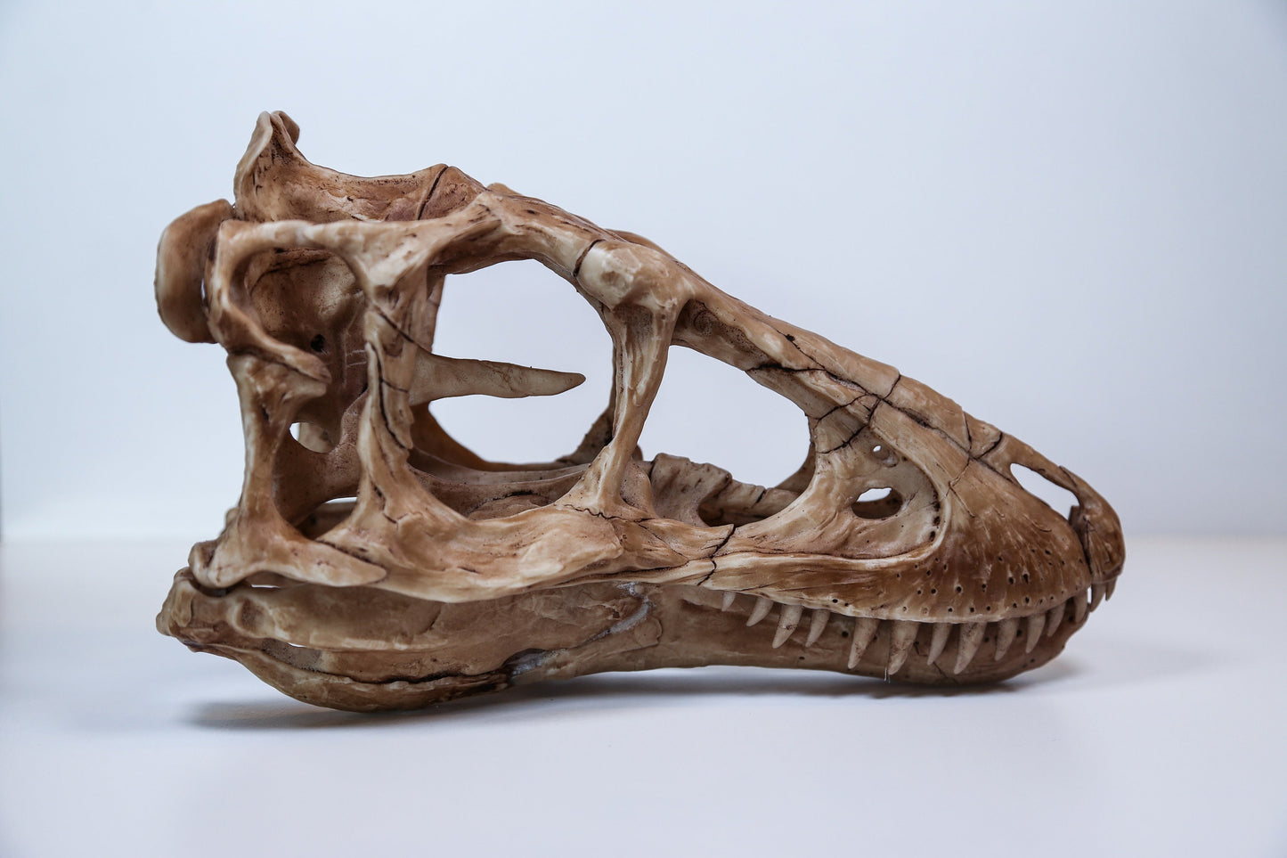Tyrannosaurus Rex Dinosaur Skull-Replica - High Quality museum Piece - FREE world wide shipping!