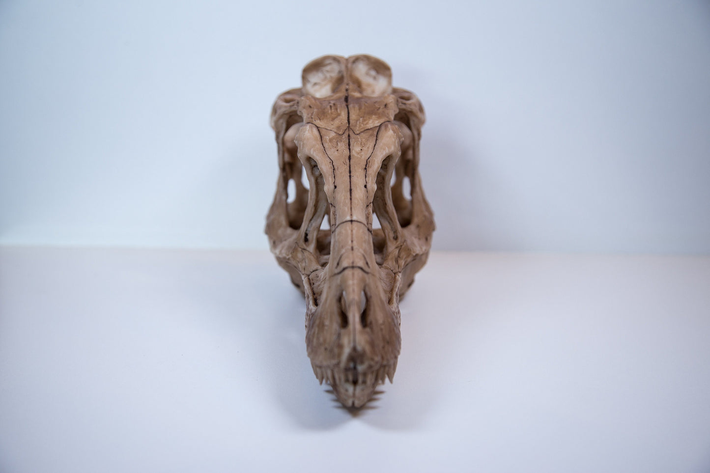 Tyrannosaurus Rex Dinosaur Skull-Replica - High Quality museum Piece - FREE world wide shipping!
