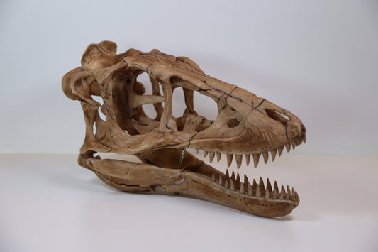 Tyrannosaurus Rex Dinosaur Skull-Replica - High Quality museum Piece - FREE world wide shipping!