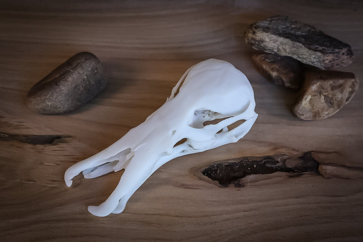 Platypus Skull Replica – Life-Sized Display Piece