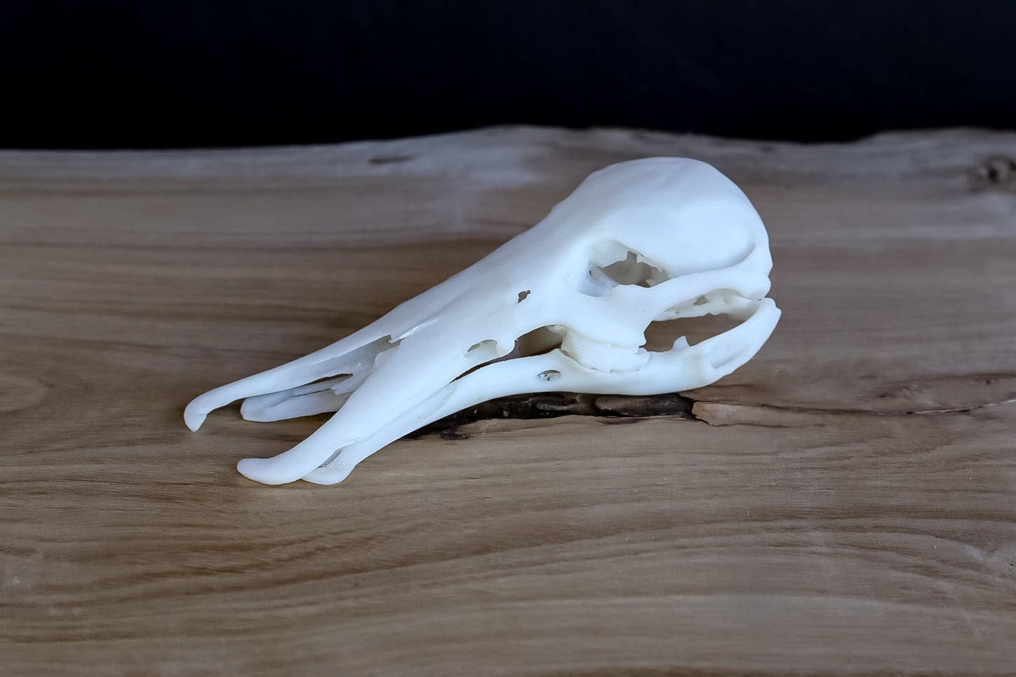 Platypus Skull Replica – Life-Sized Display Piece