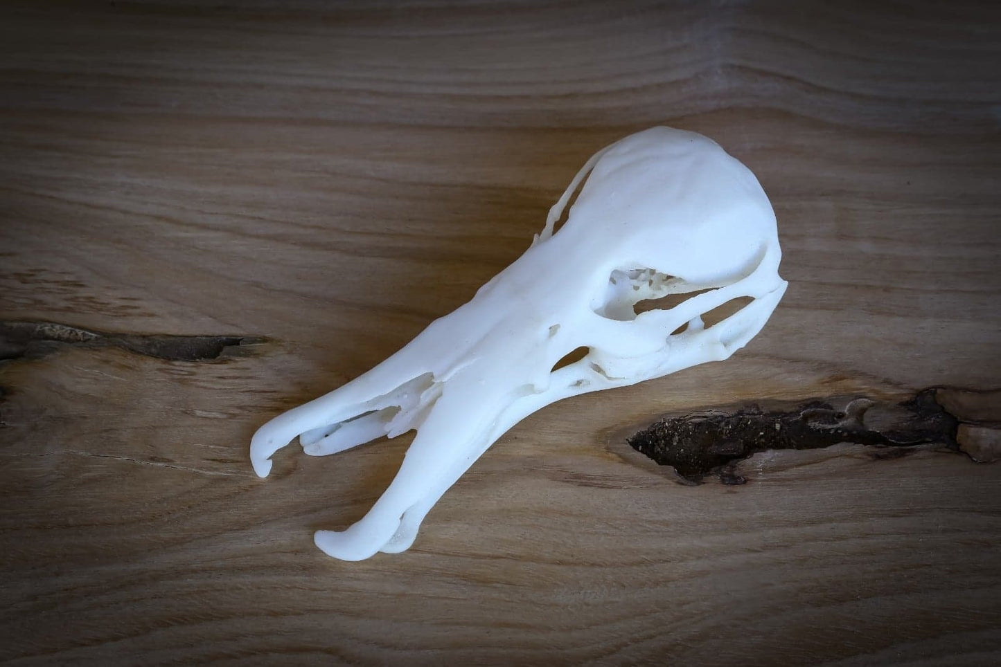 Platypus Skull Replica – Life-Sized Display Piece