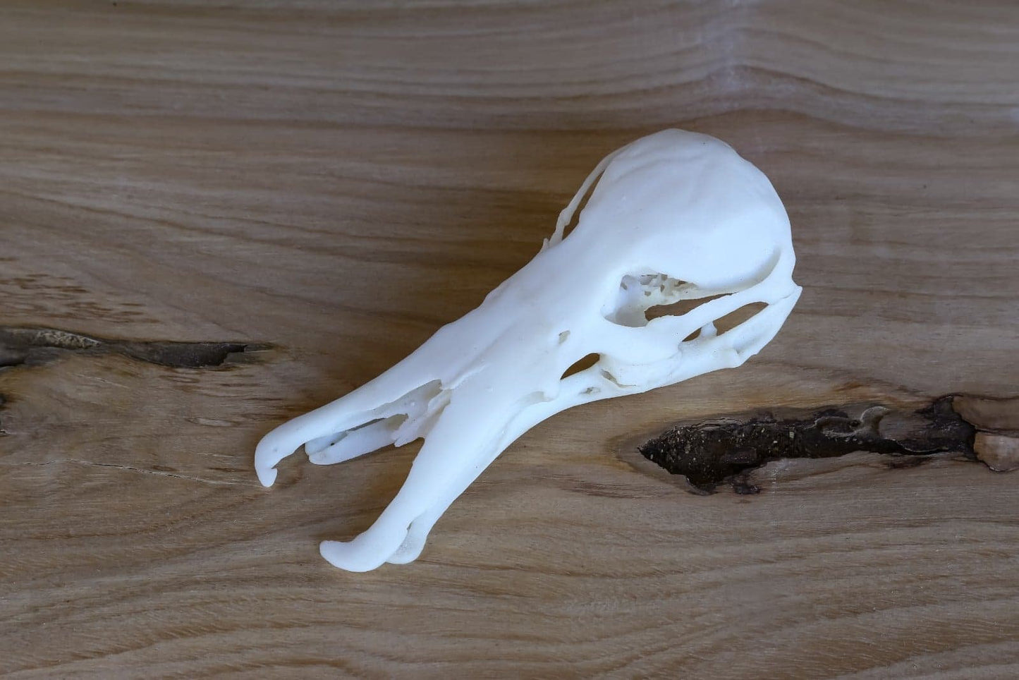 Platypus Skull Replica – Life-Sized Display Piece