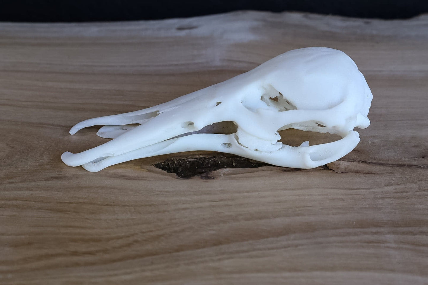 Platypus Skull Replica – Life-Sized Display Piece