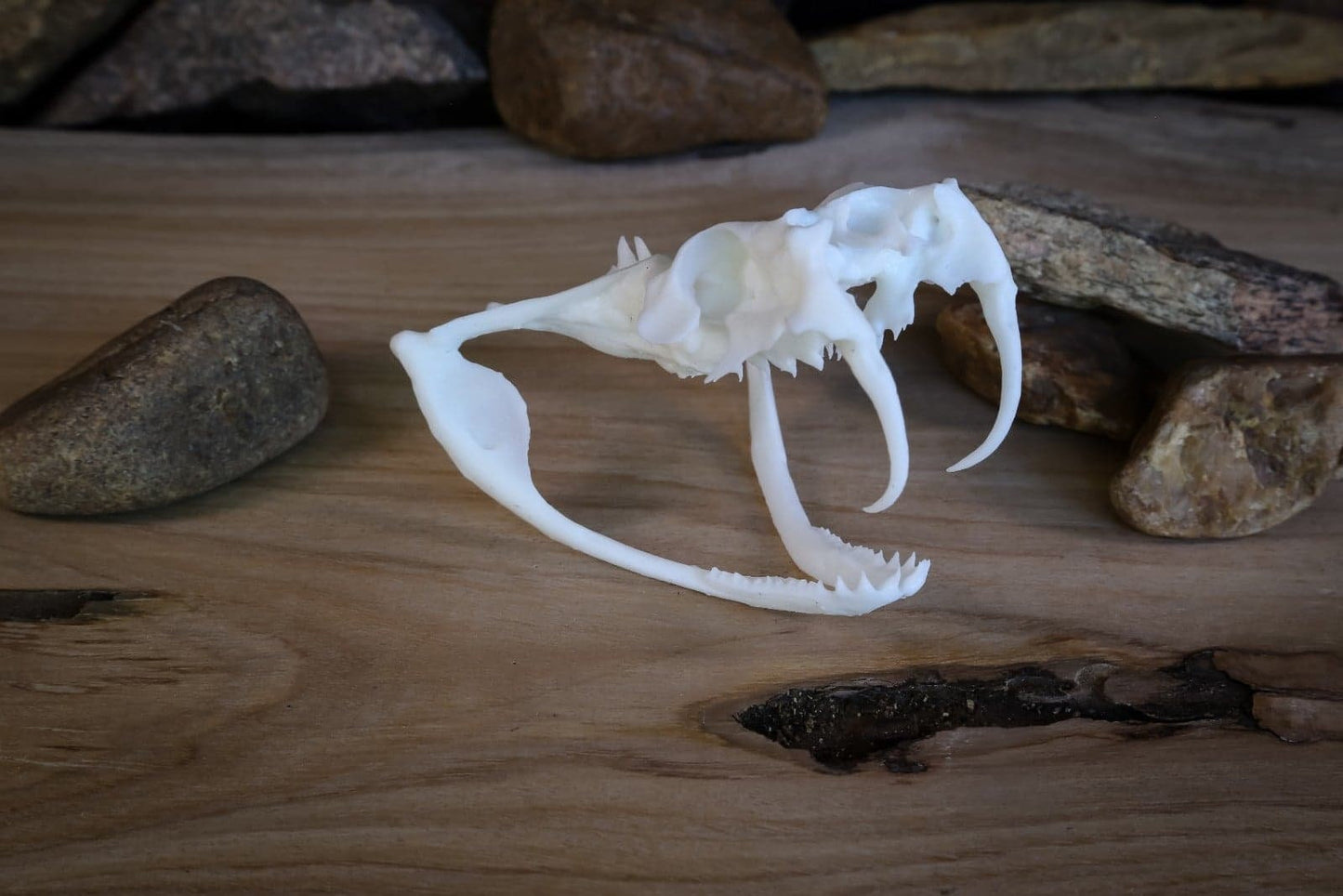 Gaboon Viper Skull - Replica - High Quality Piece - FREE delivery world wide!