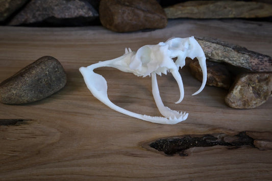 Gaboon Viper Skull - Replica - High Quality Piece - FREE delivery world wide!