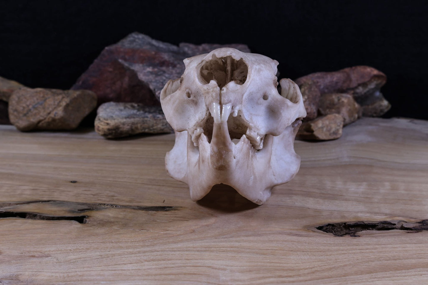 Koala Skull Replica – Australian Wildlife Display Piece