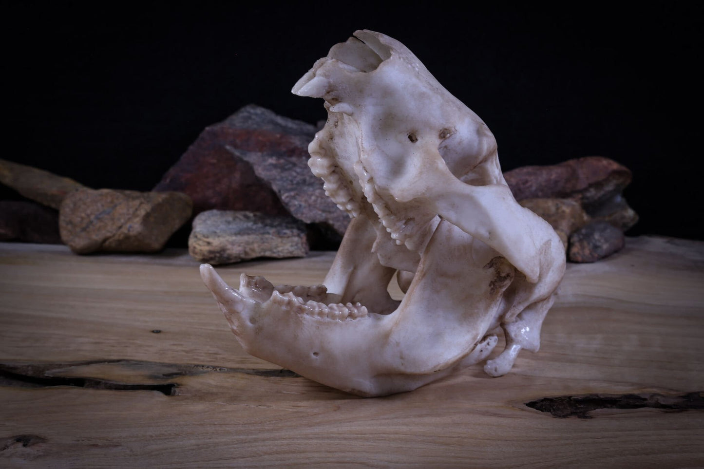 Koala Skull Replica – Australian Wildlife Display Piece